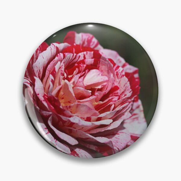 Item preview, The Scentimental Rose designed and sold by Joy Watson - Natural Light Photography .
