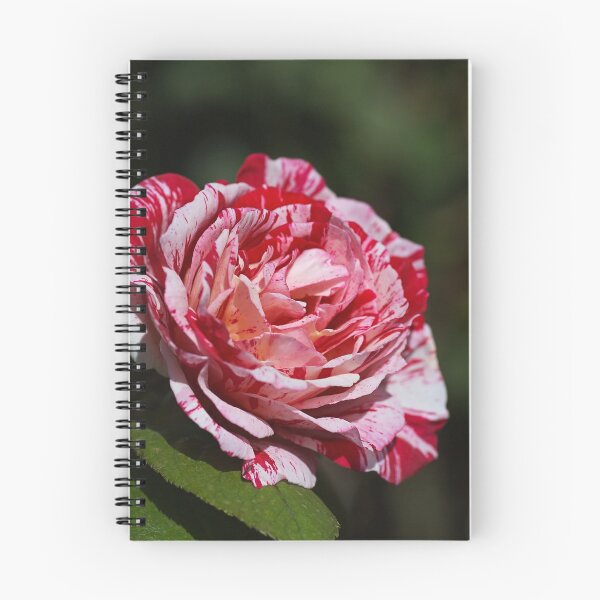 Item preview, The Scentimental Rose designed and sold by Joy Watson - Natural Light Photography .