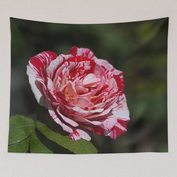 Item preview, The Scentimental Rose designed and sold by Joy Watson - Natural Light Photography .
