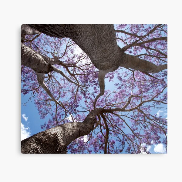 Item preview, Jacaranda time  designed and sold by MargsNaturePix.