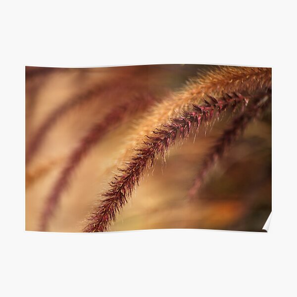 Wild Grasses Poster
