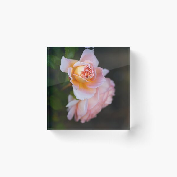 Item preview, The Romantic Roses Pink Flower designed and sold by Joy Watson - Natural Light Photography .