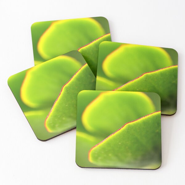 Item preview, Pigs Ear Cactus  designed and sold by Joy Watson - Natural Light Photography .