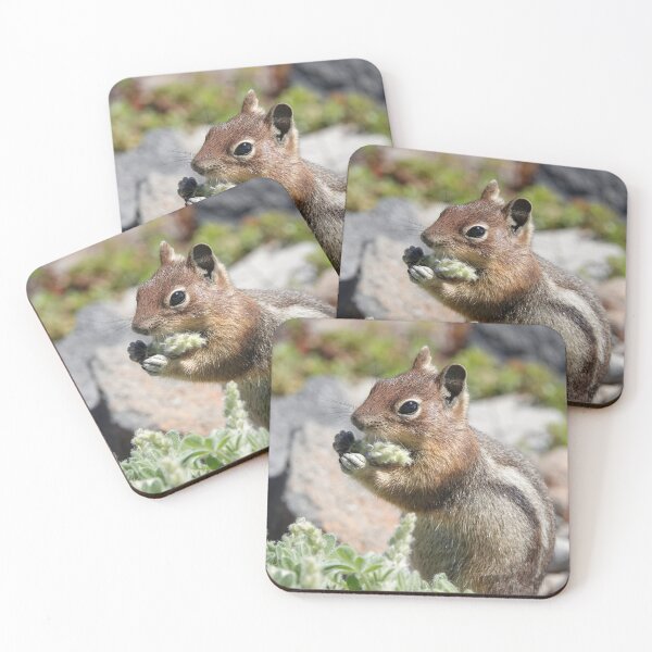 Item preview, Cascade golden-mantled ground squirrel (Spermophilus saturatus) eating a flower designed and sold by SDym Photography.