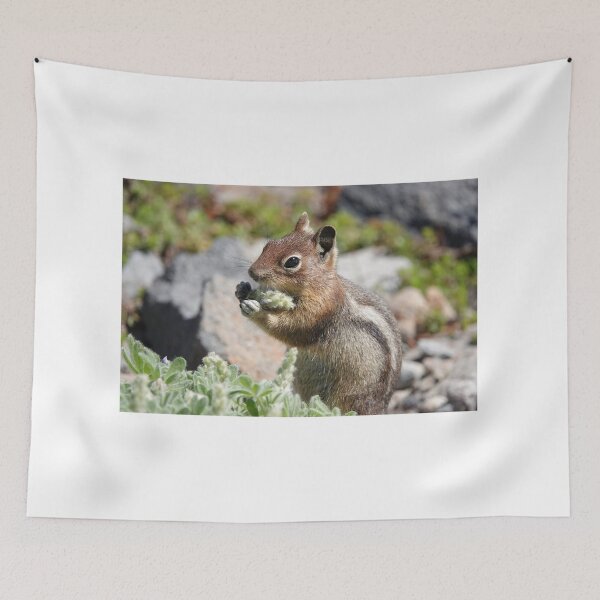Item preview, Cascade golden-mantled ground squirrel (Spermophilus saturatus) eating a flower designed and sold by SDym Photography.