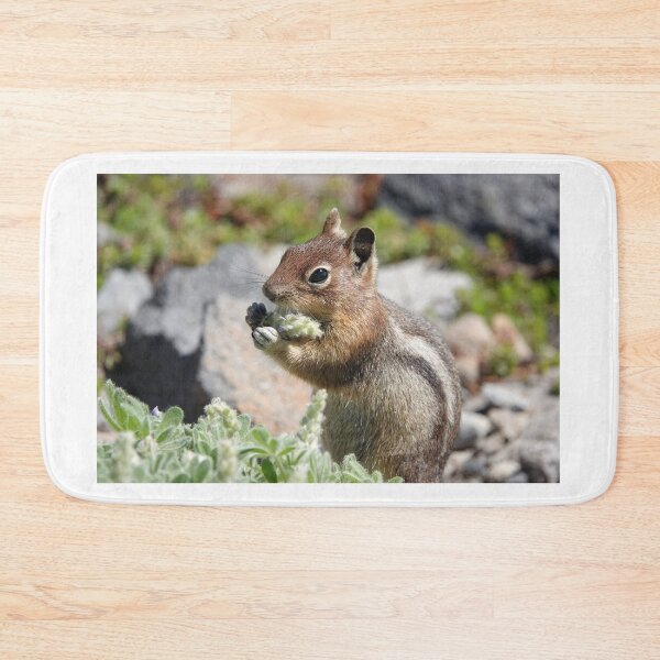 Item preview, Cascade golden-mantled ground squirrel (Spermophilus saturatus) eating a flower designed and sold by SDym Photography.
