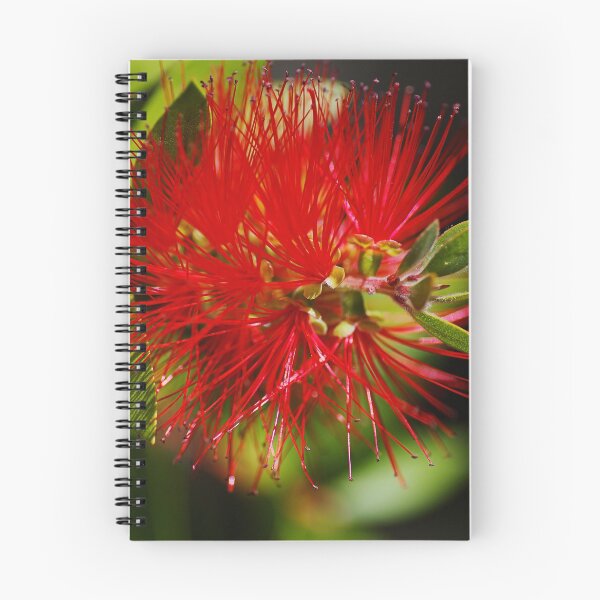 Item preview, Red Bottlebrush Flower designed and sold by Joy Watson - Natural Light Photography .