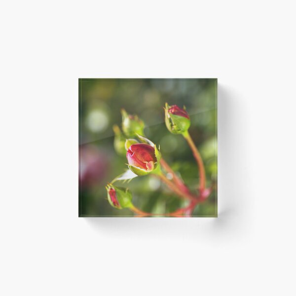 Item preview, Rose Buds In Red  designed and sold by Joy Watson - Natural Light Photography .