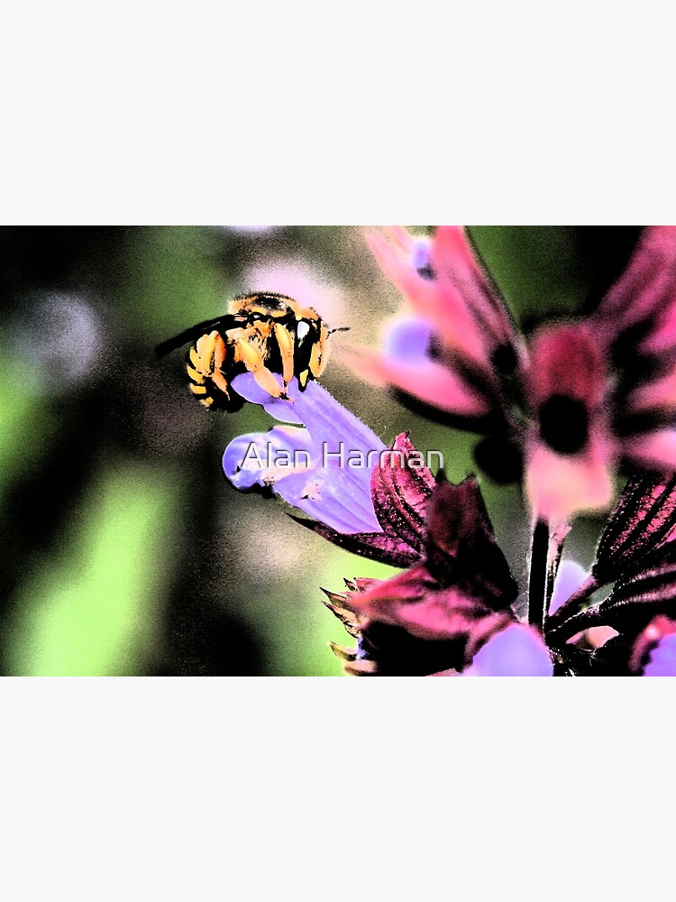 Bee and Flower by AlanHarman