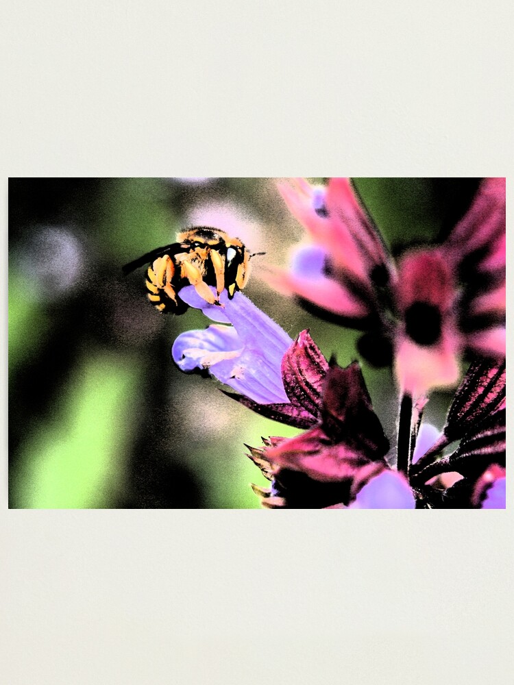 Alternate view of Bee and Flower Photographic Print