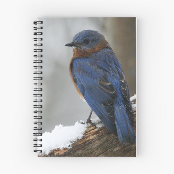 Item preview, Eastern Bluebird designed and sold by Enola Gay Wagner.