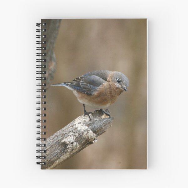 Item preview, Eastern Bluebird designed and sold by Enola Gay Wagner.