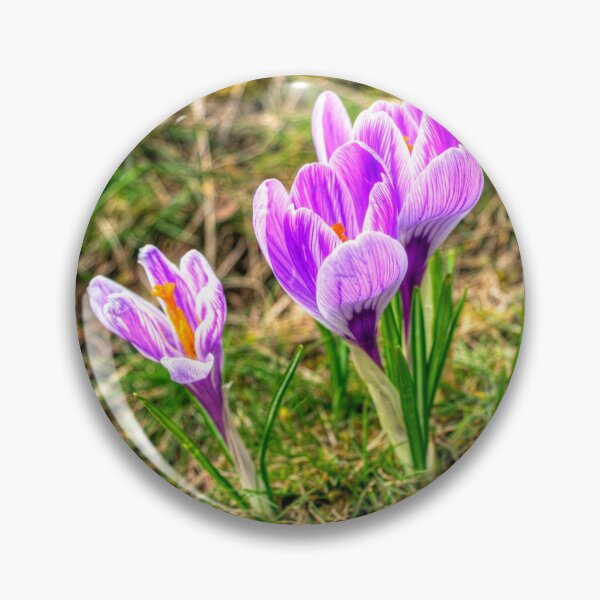 Item preview, Spring Crocuses designed and sold by tomg.