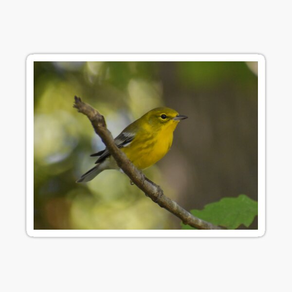 Item preview, Pine warbler on a branch designed and sold by Tonia Delozier's Photography .