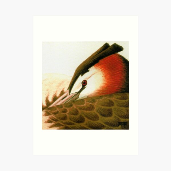 Great Crested Grebe Art Print