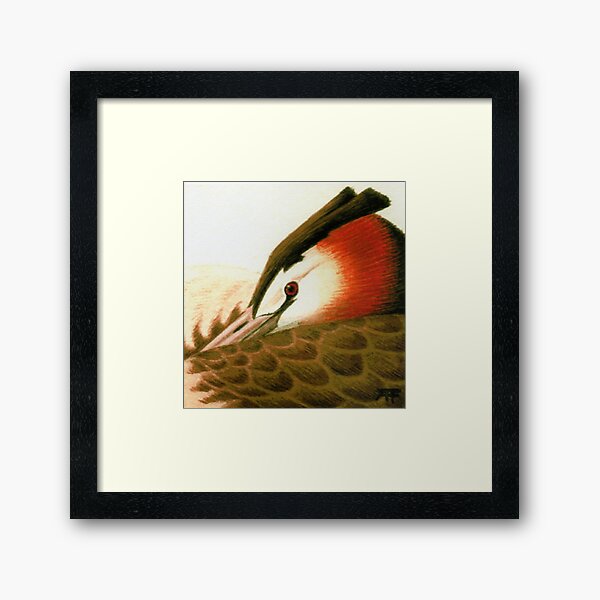 Great Crested Grebe Framed Art Print
