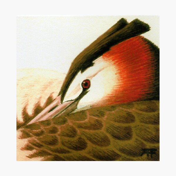 Great Crested Grebe Photographic Print