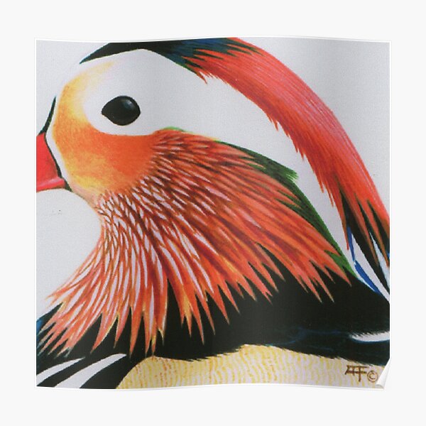 Mandarin Duck Poster