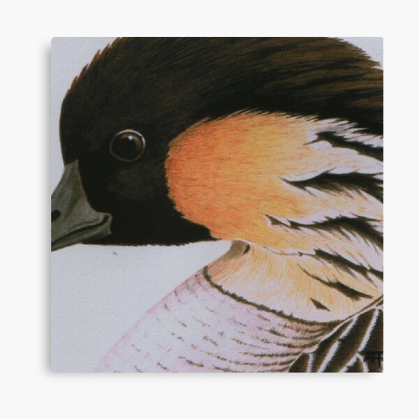 Hawaiian Goose Canvas Print