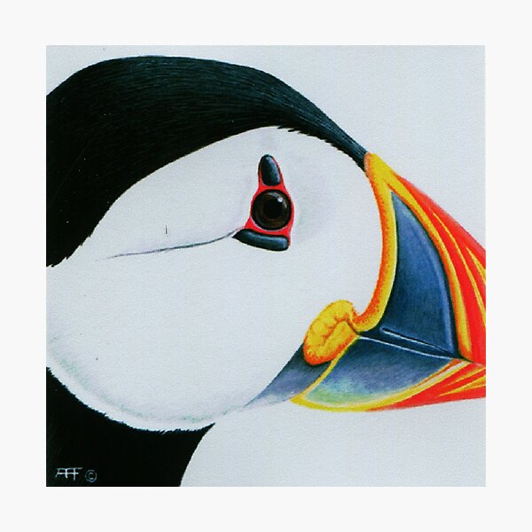 Puffin Photographic Print