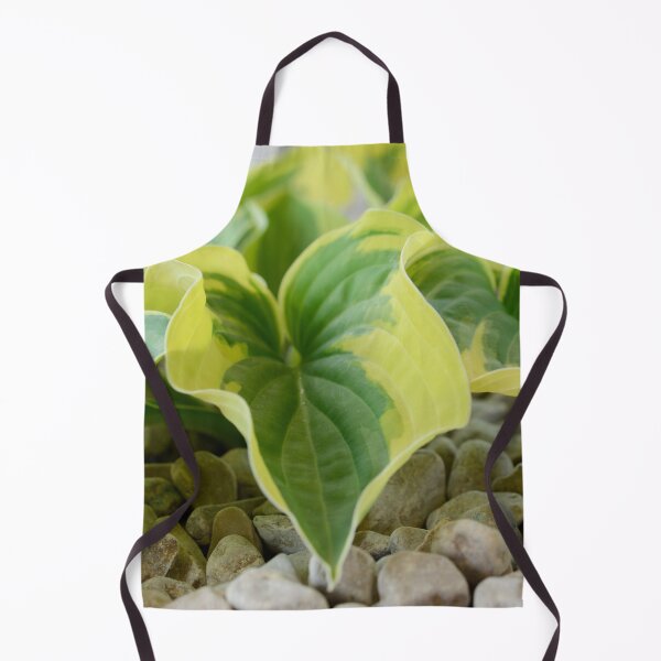 Item preview, Hosta 'Wide Brim' Plantain lily designed and sold by Chris Burrows.