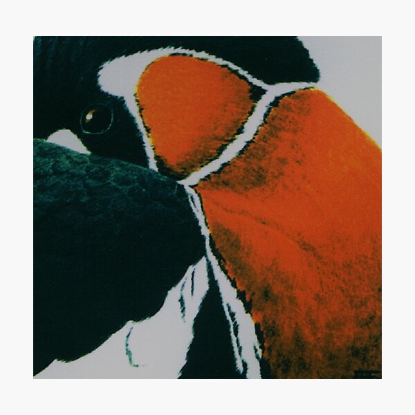 Red-breasted goose Photographic Print