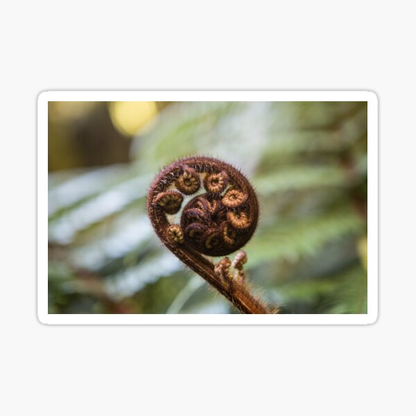 Koru Fern Sticker