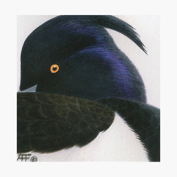 Tufted Duck Photographic Print