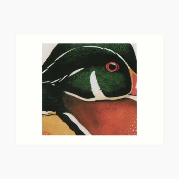 Wood Duck Art Print