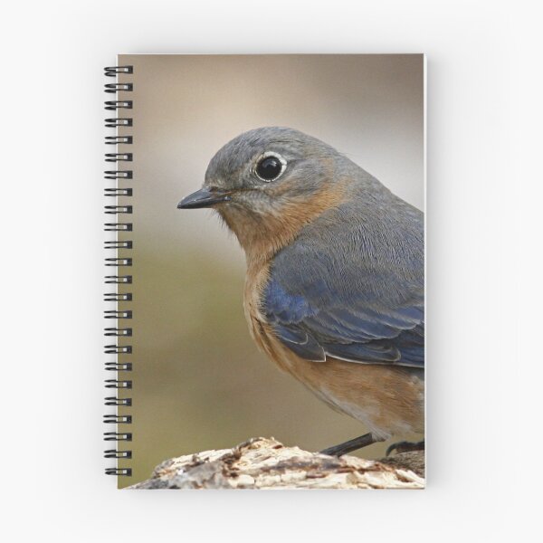 Item preview, Eastern Bluebird designed and sold by Enola Gay Wagner.