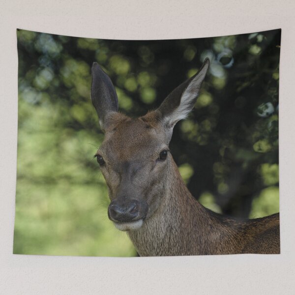 Item preview, Red Deer Close-Up designed and sold by rawshutterbug.