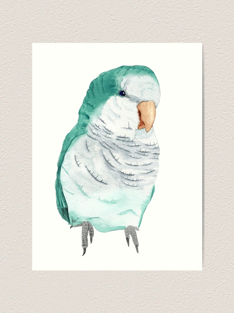 Conure Veuve Bleu Perruche Moine Souris Quaker Aquarelle Art Print By Oranjade0122 Redbubble