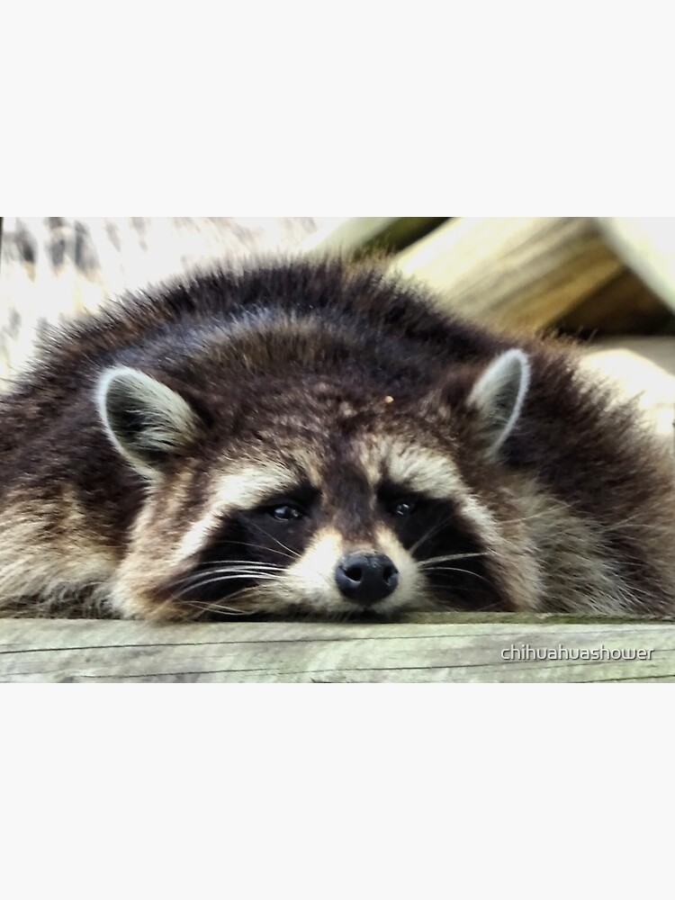 Tired Raccoon by chihuahuashower