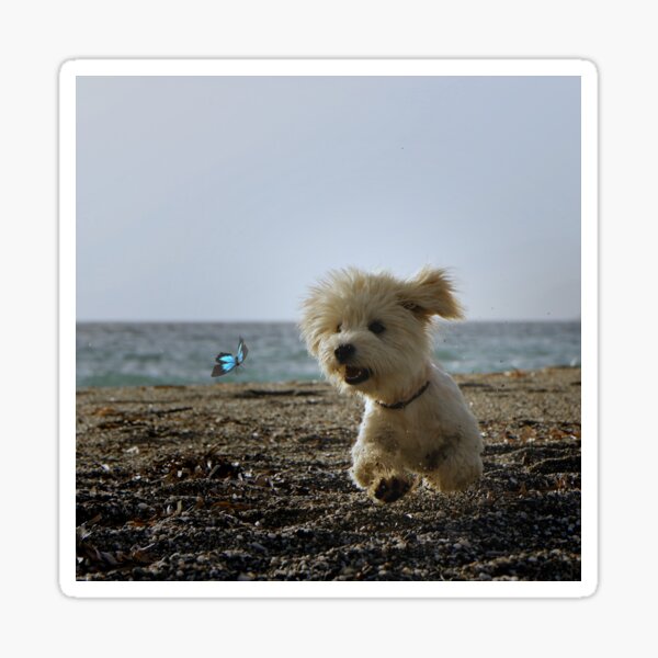 Malteser - Hund Sticker