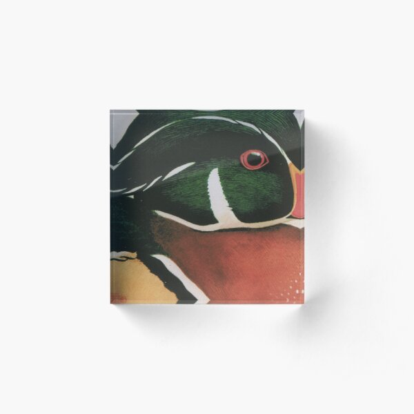 Wood Duck Acrylic Block