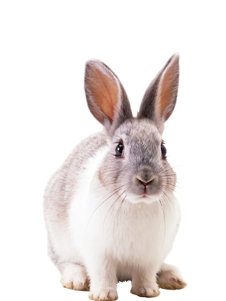 Thumbnail 4 of 4, iPhone Case, Pet Rabbit designed and sold by Designs By Creation.