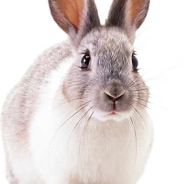 Artwork thumbnail, Pet Rabbit by Designs By Creation