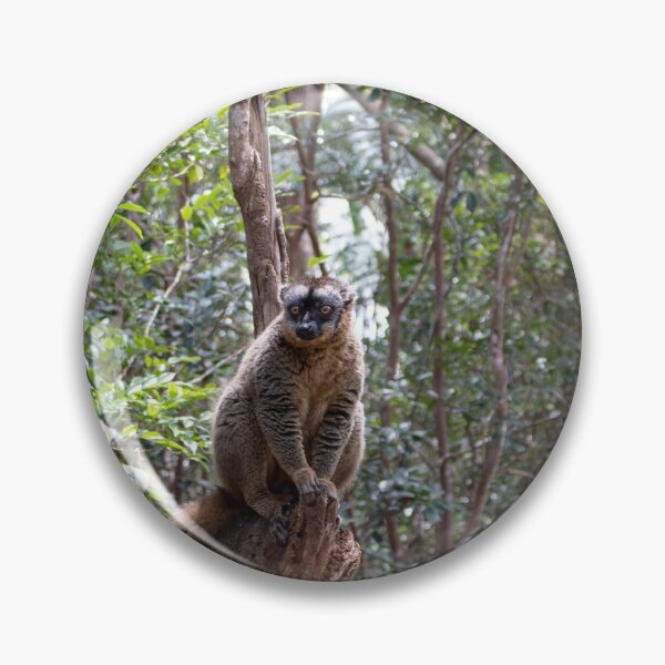 Item preview, Common brown lemur, Madagascar designed and sold by HazelWright.