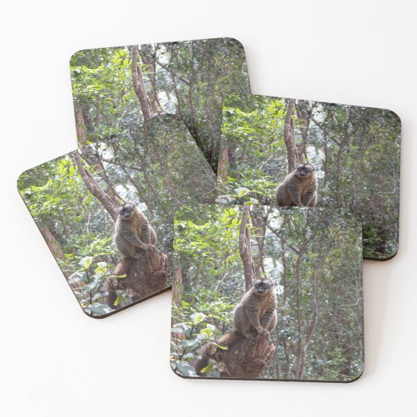 Item preview, Common brown lemur, Madagascar designed and sold by HazelWright.
