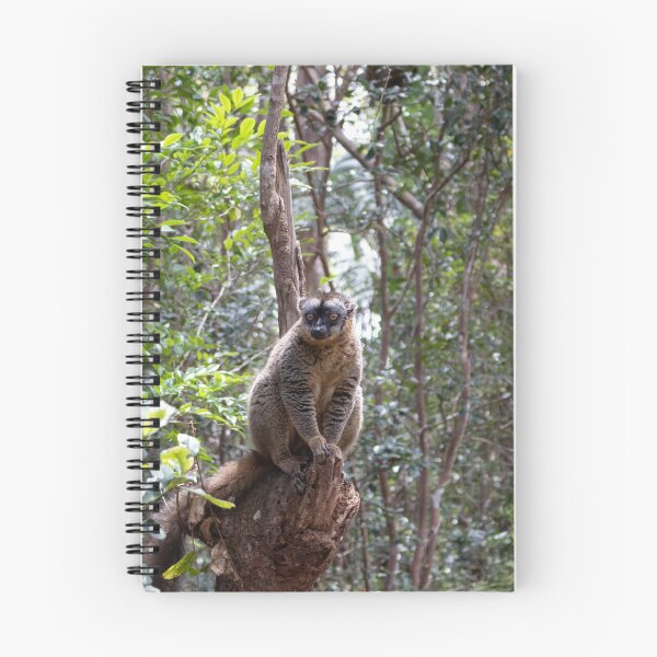 Item preview, Common brown lemur, Madagascar designed and sold by HazelWright.