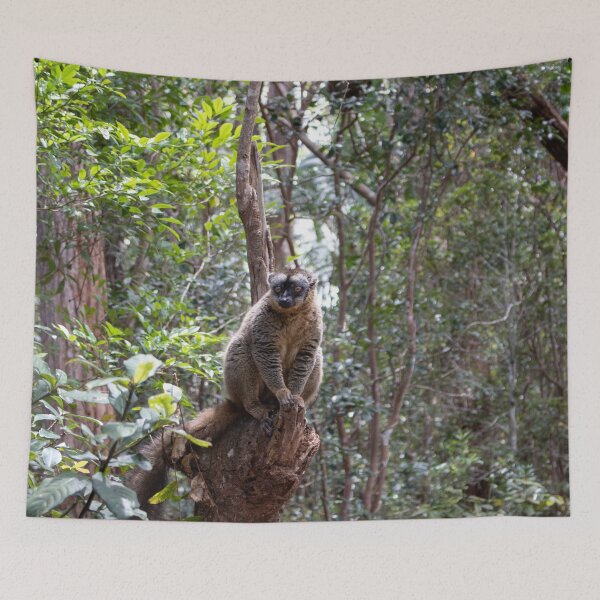 Item preview, Common brown lemur, Madagascar designed and sold by HazelWright.