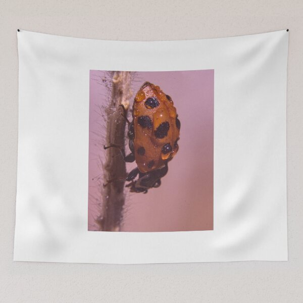 Item preview, ladybug or ladybird lying wet in dew designed and sold by Sergio Roberto Peña y Lillo Lonconao.