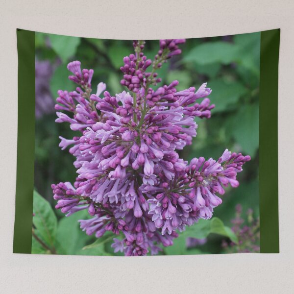 Item preview, Lilac designed and sold by Susie Kramer.