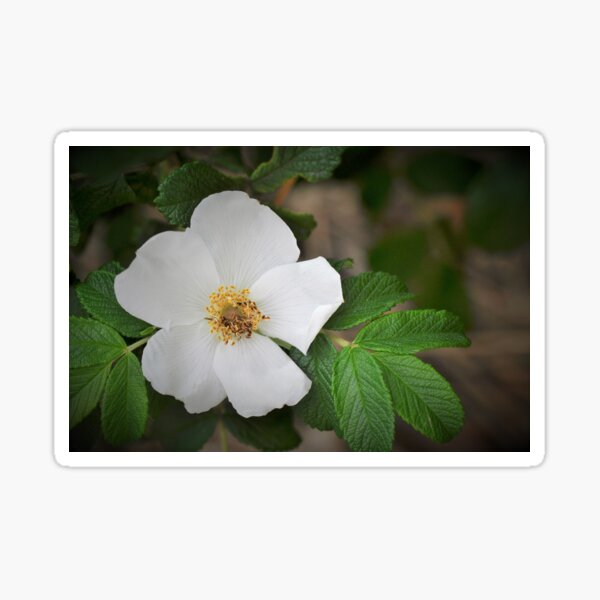 Cherokee Rose - Rosa laevigata Sticker