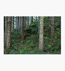 Undergrowth Photographic Print