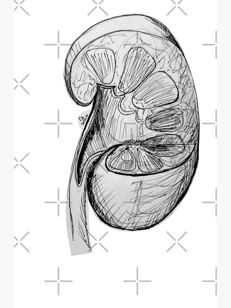 Sketch a labeled L.S. of the human kidney.