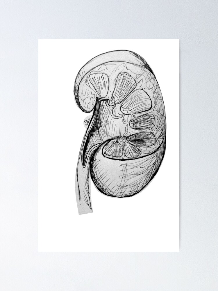 Kidney, Drawing, Section Of Kidney In Its Renal Capsule, With The... News  Photo - Getty Images