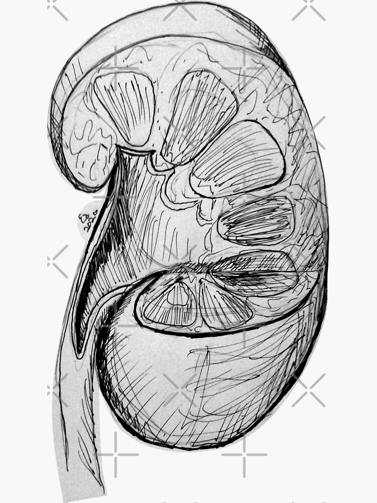 Kidney drawing hires stock photography and images  Alamy