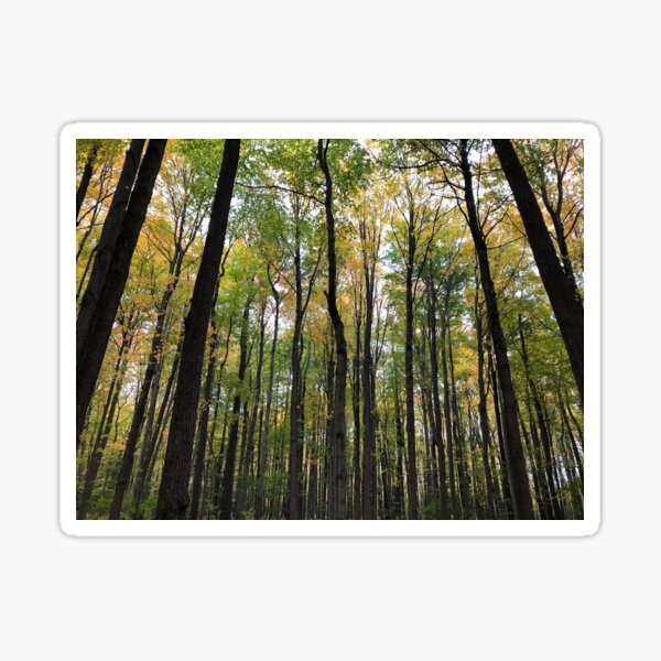 The Forest Sticker
