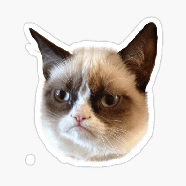 Sad Cat Meme Sticker